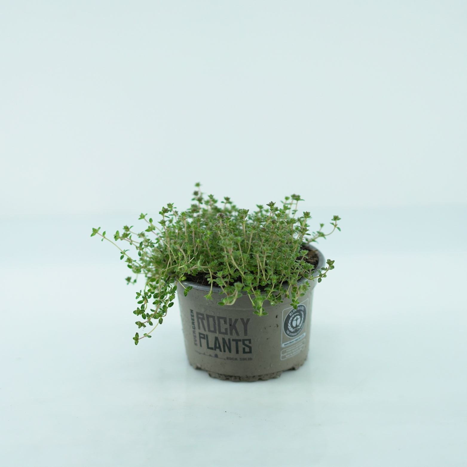 THYMUS PRAECOX Macierzanka wczesna