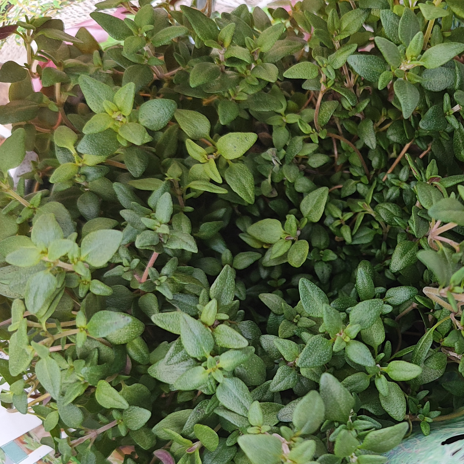 THYMUS VULGARIS Tymianek