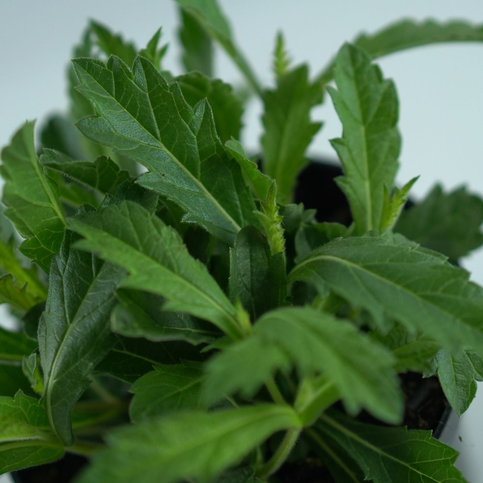 VERBENA RIGIDA Werbena żyłkowana