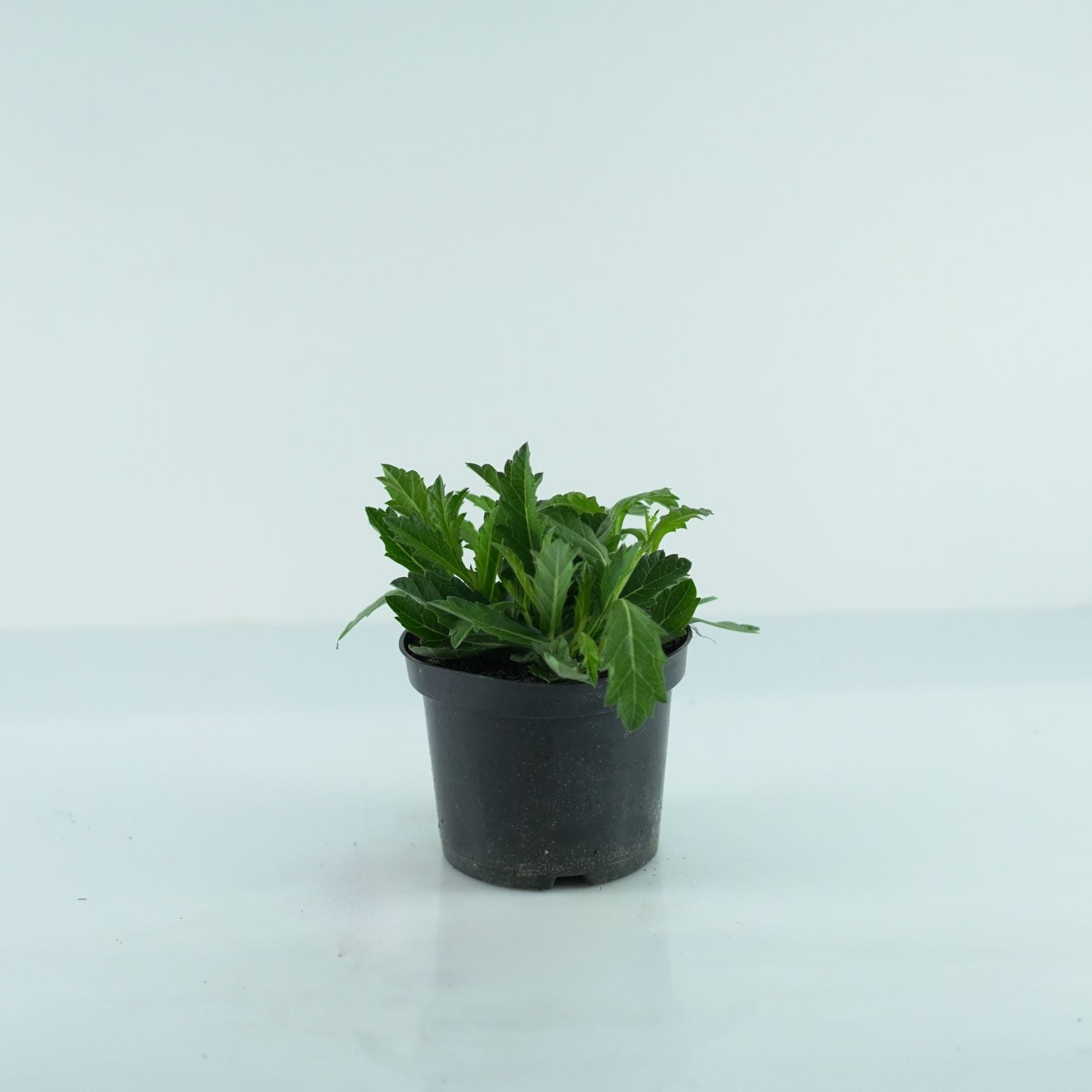 VERBENA RIGIDA Werbena żyłkowana