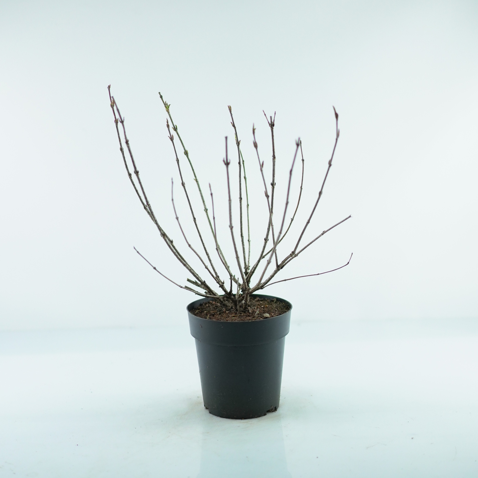 weigela florida 'red prince'