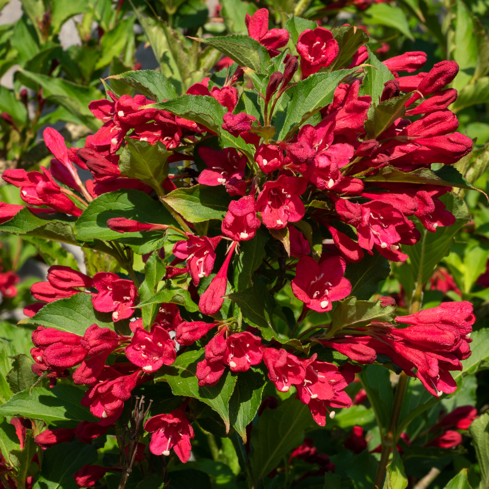 weigela florida 'red prince'