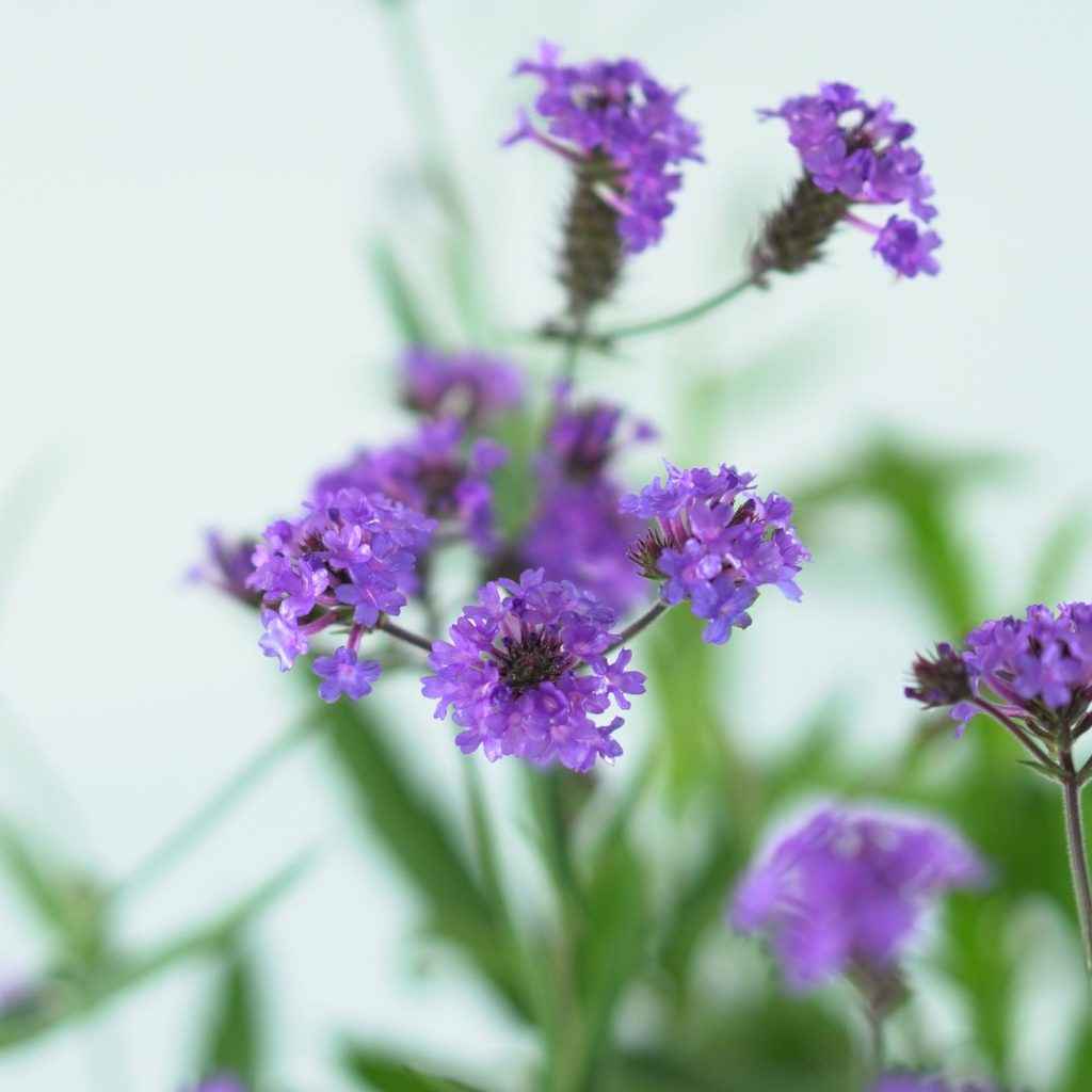 VERBENA RIGIDA 'Santos' Werbena żyłkowana