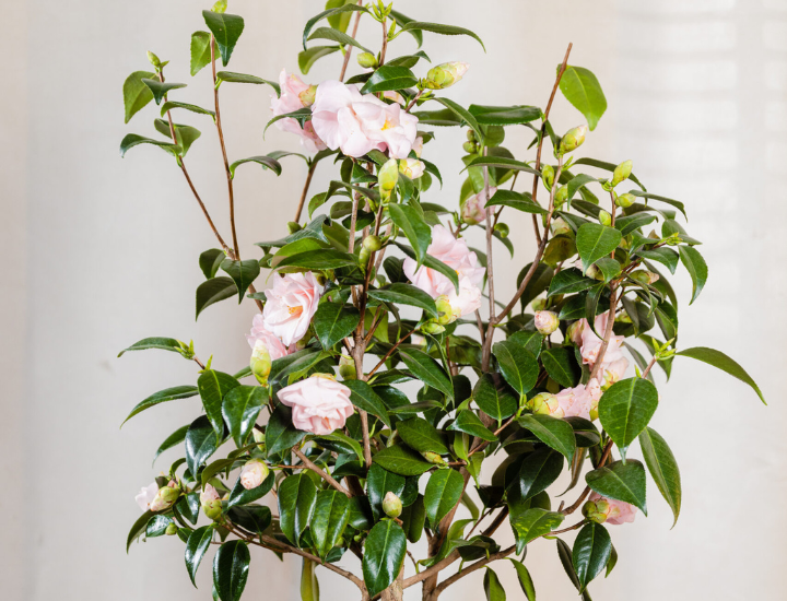 Camellia japonica (1)