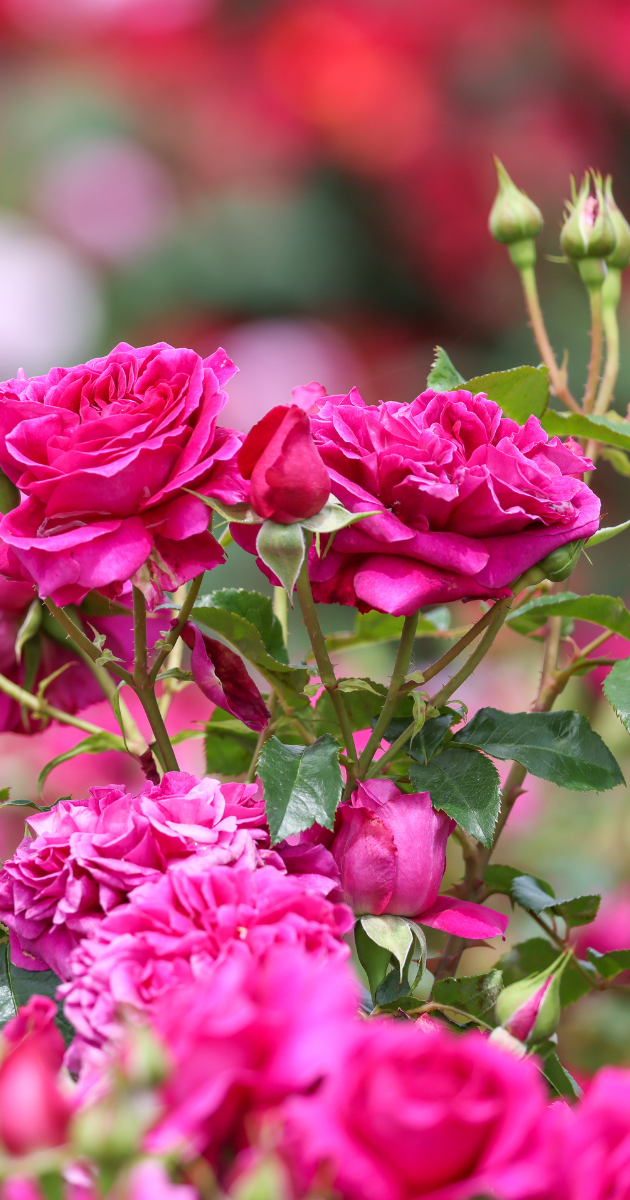 Jak dbać o róże w ogrodzie